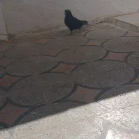 دو تا کفتر|پرنده|کوهدشت, |دیوار