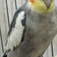 دوتا عروس زیبا جفت