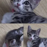 واگذاری بچه گربه سه ماهه