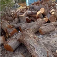 برش نخل درختان باغی و تنه درختان هرس و پاکن|خدمات باغبانی و درختکاری|شیراز, ارم|دیوار