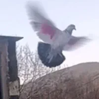 کبوتر کله دم سبز