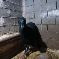 قوچ شیشک و سه تا بره ماده