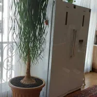 لیندا فر/  نخل اسبی قد ۲۷۰|گل و گیاه طبیعی|تهران, شهران شمالی|دیوار