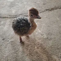 فروش جوجه شترمرغ