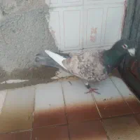 قره طاووسی  درجه یک