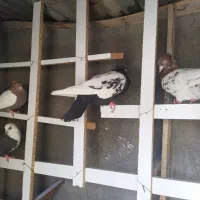 سلام تعدادی کبوترپرشی