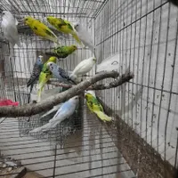 عروس هلندی معاوضه با مرغ و خروس|پرنده|جویبار, |دیوار