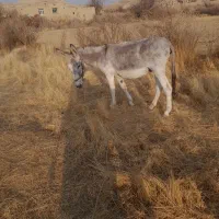 الاغ گله ای