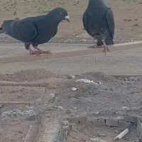 کبوترتهرانی فروشی،معاوضه باطوقی یا توله ژرمن