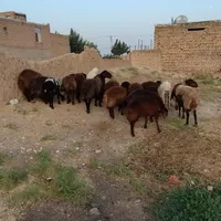 بره نروماده|حیوانات مزرعه|تایباد, |دیوار