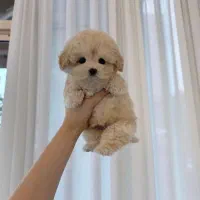 سگ جیبی عروسکی