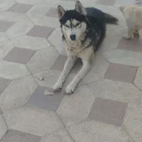 چند تا سگ معاوضه|سگ|کوار, |دیوار