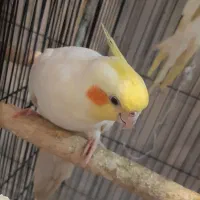 ی جفت لوتینو. ی کفتر طوقی پاک. طوطی کوتوله مرغ عشق