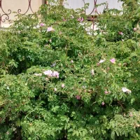 باغ در فیروزکوه