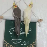 عروس هلندی مولد با دو تا جوجه