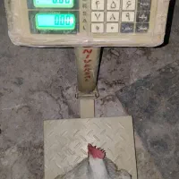 مرغ و خروس گوشتی