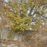 فروش چوب گردو