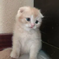 اسکاتیش گلد چشم سبز