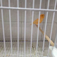 قناری . فنچ و مرغ عشق|پرنده|تربت‌حیدریه, شهرک ولیعصر|دیوار