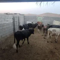 گاو|حیوانات مزرعه|لامرد, |دیوار