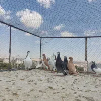 کفتر یاکبوتر