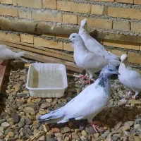 فروش یا معاوضه|پرنده|خرمشهر, |دیوار