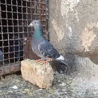 کفتر هوایی و جفتگاه|پرنده|خواف, |دیوار