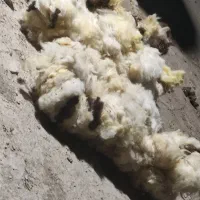 پشم گوسفند