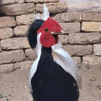 جوجه طاووس مصری|پرنده|تهران, والفجر (افسریه)|دیوار