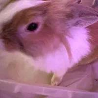 خرگوش زیباودوست داشتنی نوزاد،بالغ،نرو ماده