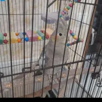 عروس هلندی ۶ ماهه یک جفت