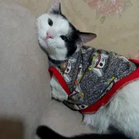 واگذاری گربه