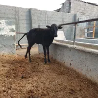 گوساله ماده با دوتا میش|حیوانات مزرعه|عسلویه, |دیوار