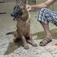 توله مالینوز