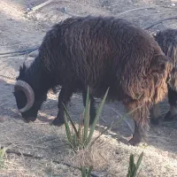 قوچ|حیوانات مزرعه|جویم, |دیوار