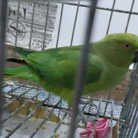 ماده ملنگوطوطی