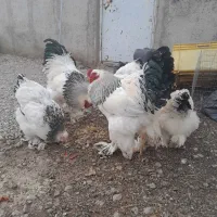 جوجه برهمالایت یک ماهه ویه روزه|حیوانات مزرعه|مرند, |دیوار