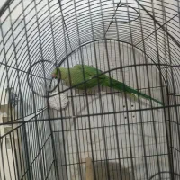 طوطی ملنگو|پرنده|مهریز, |دیوار