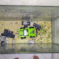 همستر کمپل اصلی خونگی