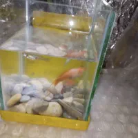 آکواریوم ماهی