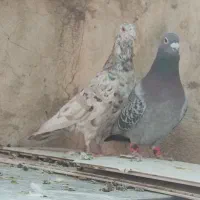 سرور|پرنده|شیراز, سجادیه|دیوار