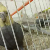 عروس هلندی|پرنده|مشهد, بهمن|دیوار