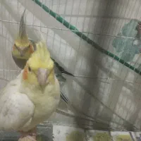 عروس هلندی|پرنده|محمدیه-قزوین, |دیوار