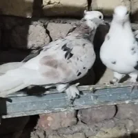 کبوتر پرشی هما سرور|پرنده|شهریار, شهرک بهاران (ویره)|دیوار