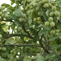 پیش‌فروش نهال گردو درجه یک اصلاح‌شده