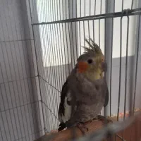 عروس هلندی|پرنده|یزد, |دیوار