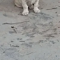 سگ ماده پاکوتاه فروشی