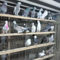 کبوتر جوجه هوایی|پرنده|قائم‌شهر, |دیوار