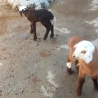 بره شیری نر