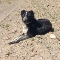 توله قدر جونی